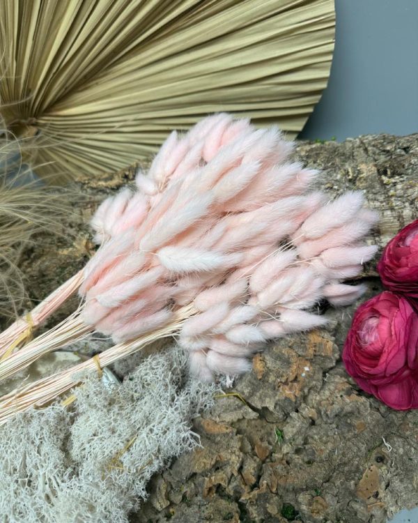 Lagurus Ovatus rosa chiaro - immagine 3