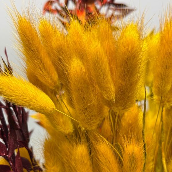 Lagurus Ovatus giallo - immagine 3