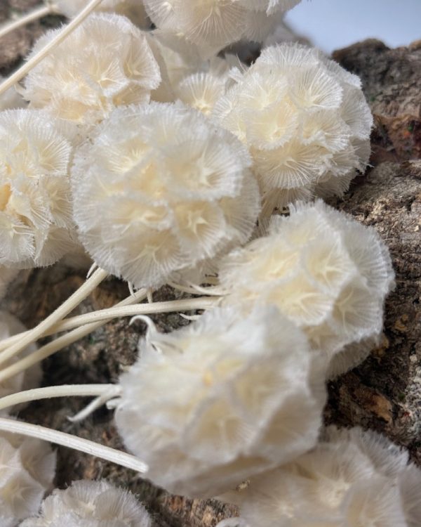 Scabiosa stellata bianca - immagine 4