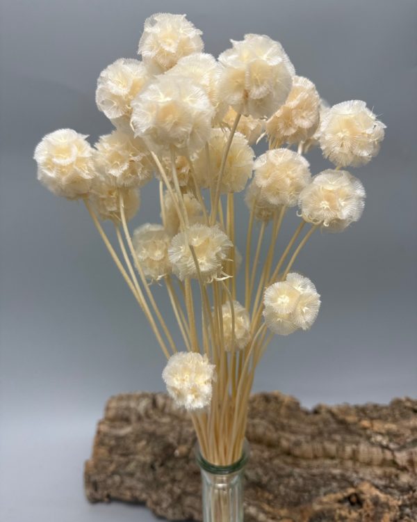 Scabiosa stellata bianca - immagine 3