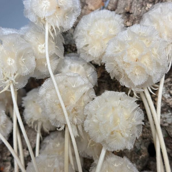 Scabiosa stellata bianca - immagine 2