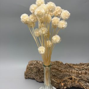 Scabiosa stellata bianca