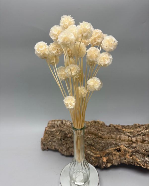 Scabiosa stellata bianca