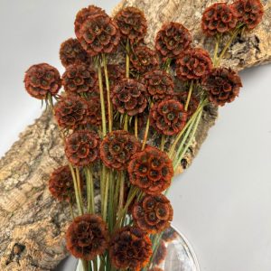 Scabiosa stellata marrone verde