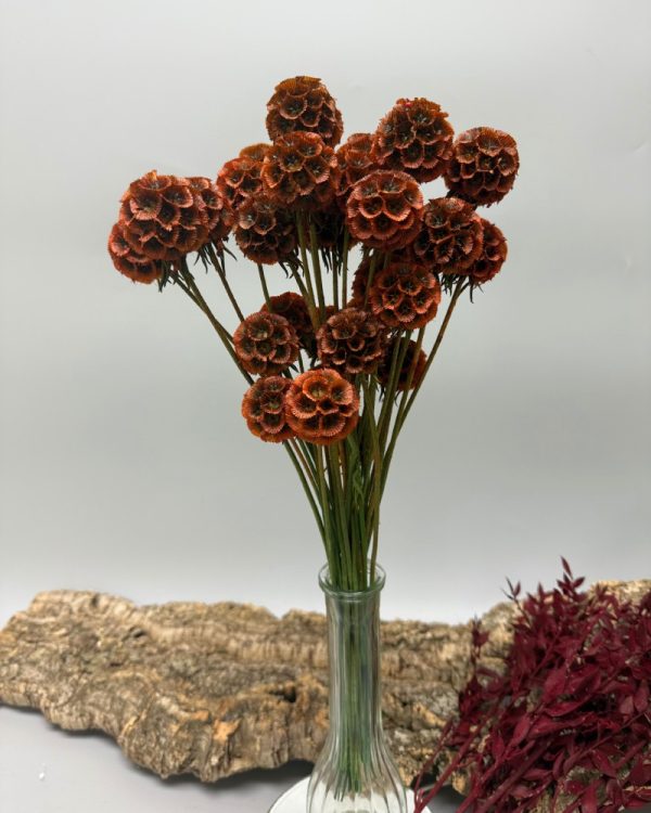 Scabiosa stellata marrone verde - immagine 4