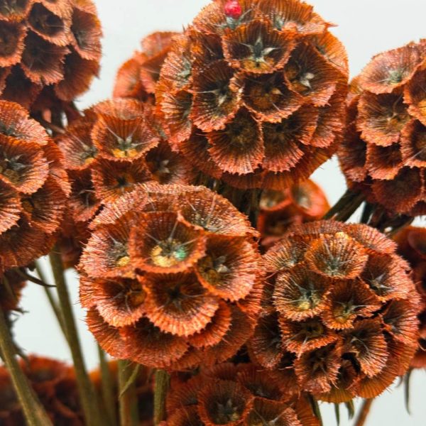 Scabiosa stellata marrone verde - immagine 3
