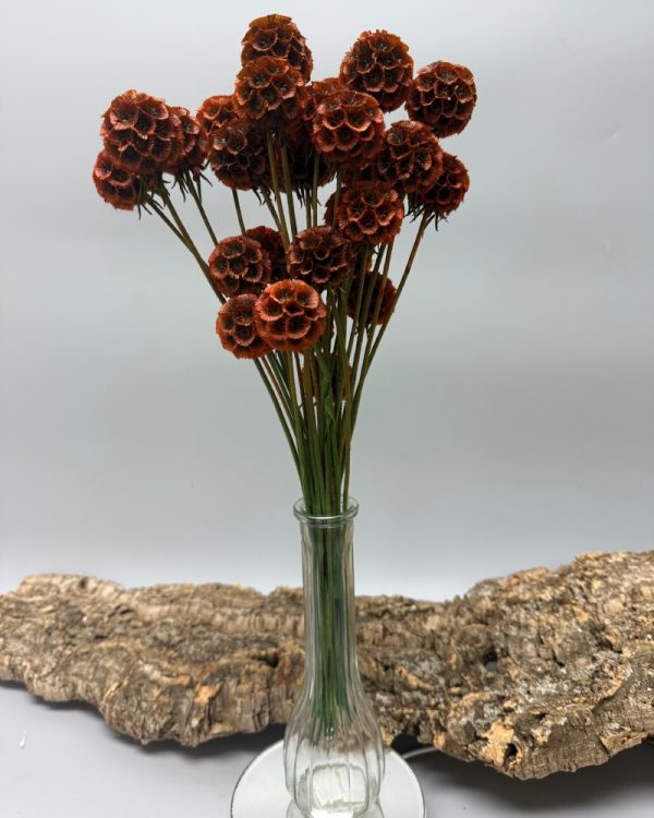 Scabiosa stellata marrone verde - immagine 2