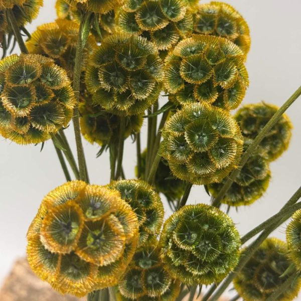 Scabiosa stellata verde arancione - immagine 5