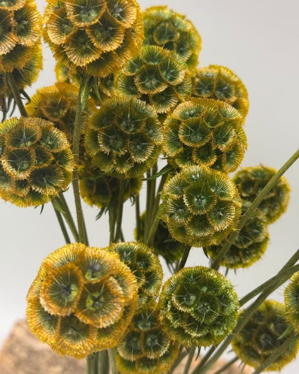 Scabiosa stellata verde arancione - immagine 4