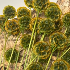 Scabiosa stellata verde arancione