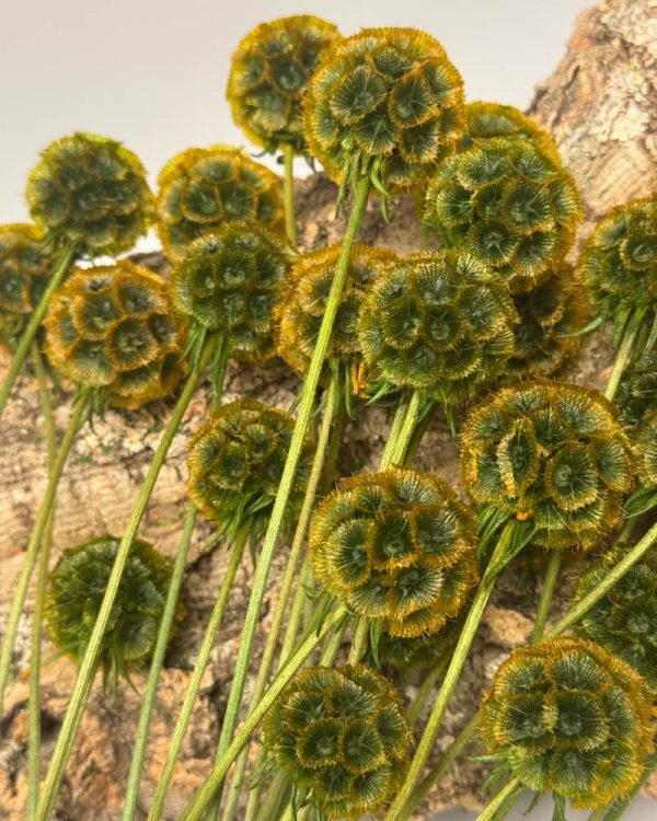 Scabiosa stellata verde arancione