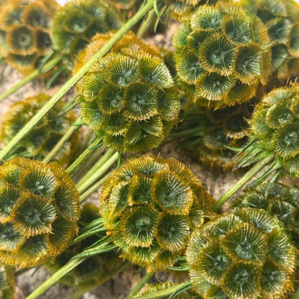 Scabiosa stellata verde arancione - immagine 3