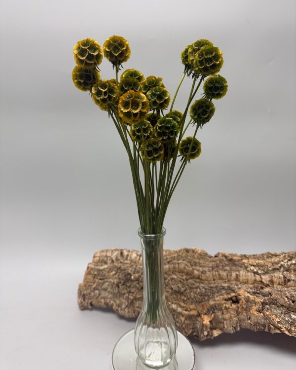 Scabiosa stellata verde arancione - immagine 2