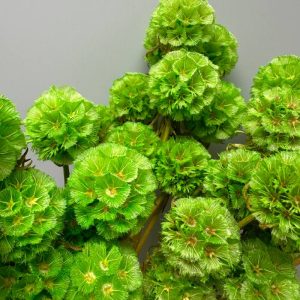 Scabiosa stellata verde