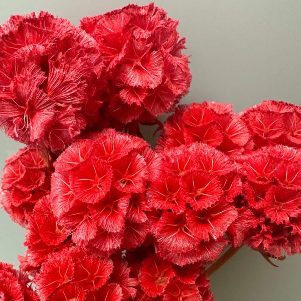 Scabiosa stellata rossa - immagine 2