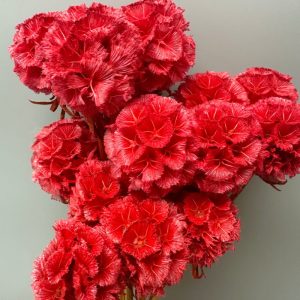Scabiosa stellata rossa