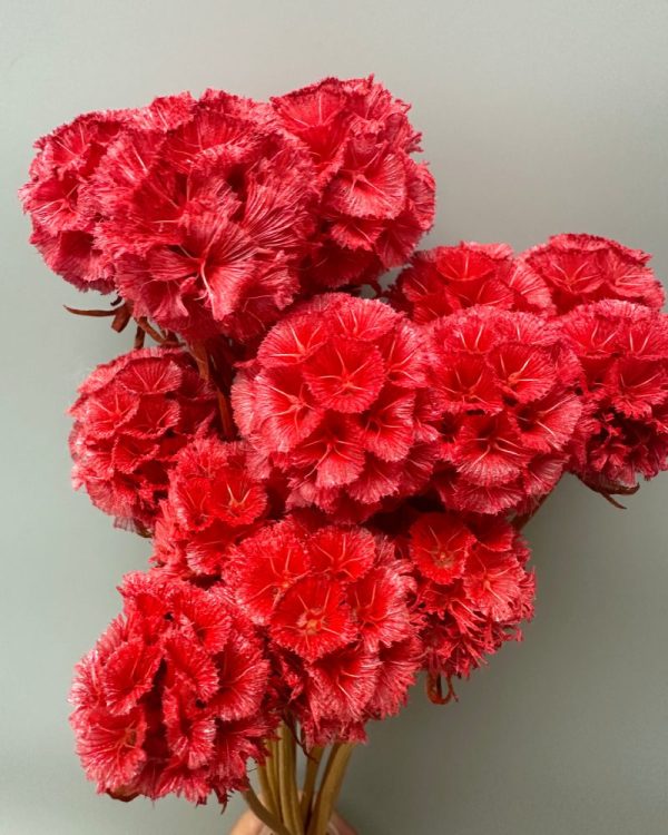 Scabiosa stellata rossa