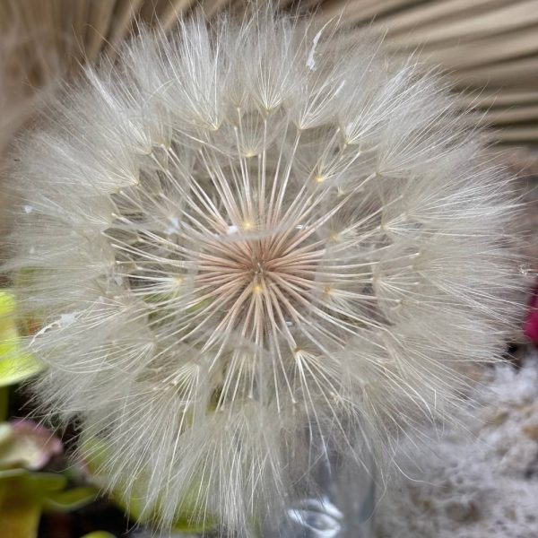 Taraxacum bianco