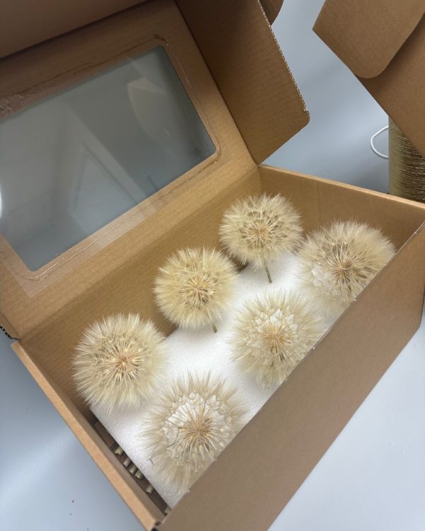 Taraxacum bianco - immagine 3
