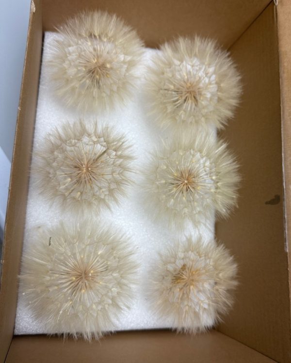 Taraxacum bianco - immagine 4
