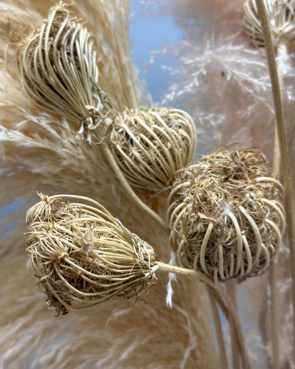 Finocchio naturale - immagine 2