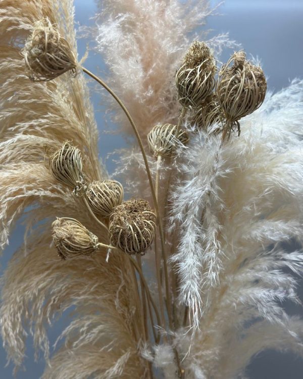Finocchio naturale - immagine 3