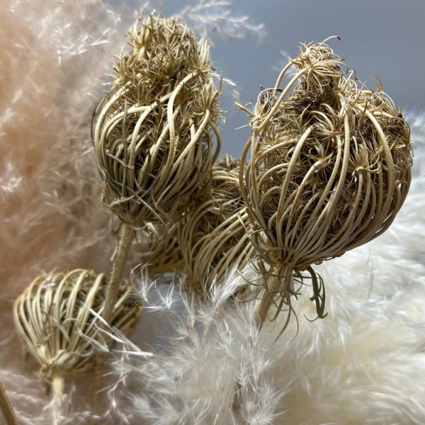 Finocchio naturale