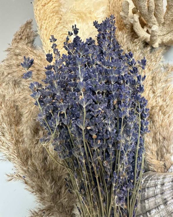 Lavanda francese viola - immagine 3