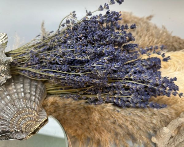 Lavanda francese viola - immagine 2