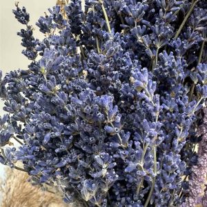 Lavanda francese viola