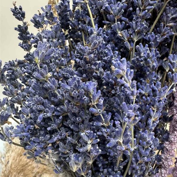 Lavanda francese viola