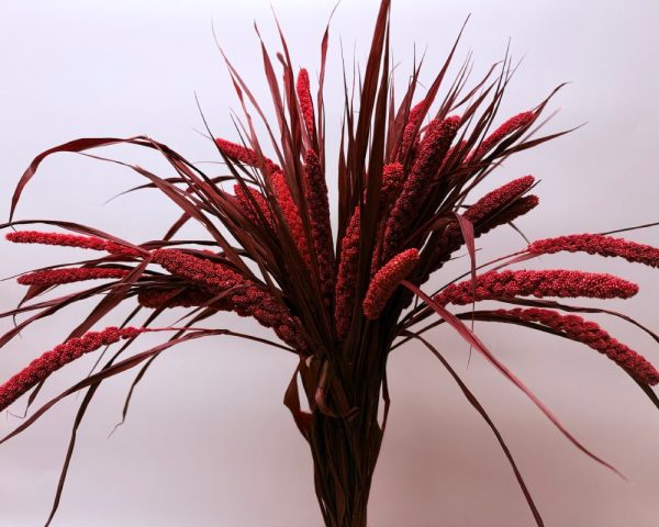 Miglio rosso bordeaux - immagine 2