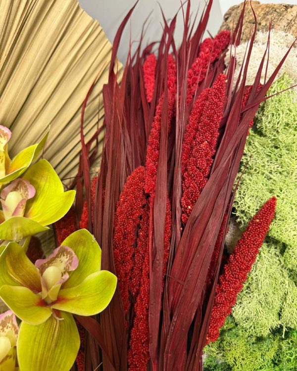 Miglio rosso bordeaux - immagine 4