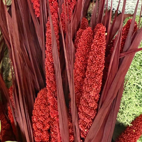 Miglio rosso bordeaux - immagine 3