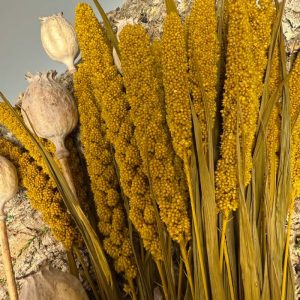 Miglio giallo