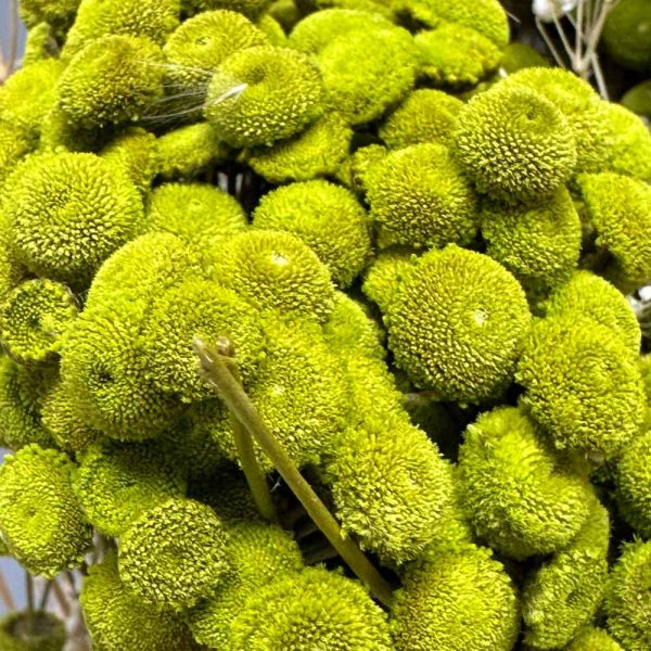 Botao bolado verde