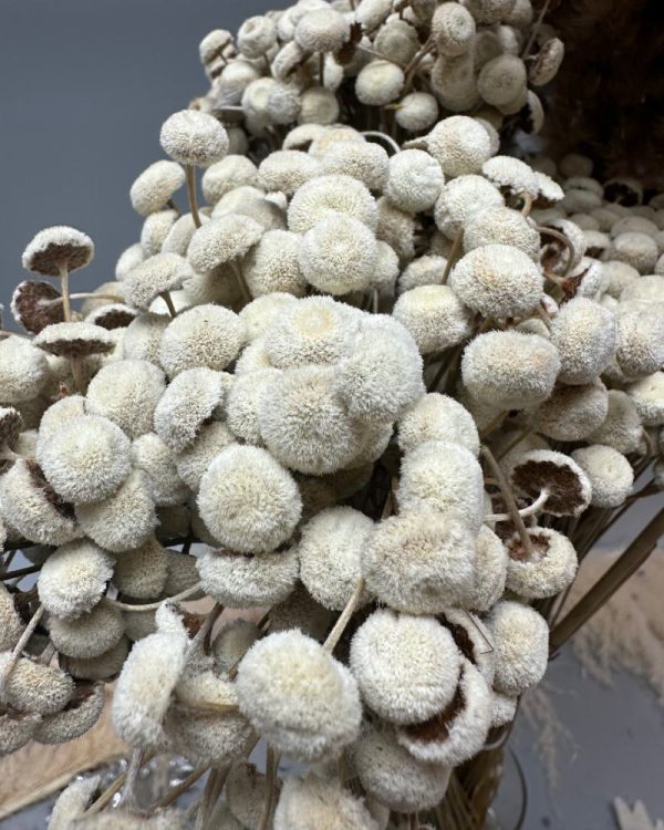 Botao bolado naturale - immagine 3