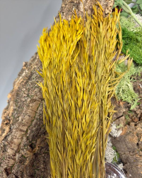 Avena gialla - immagine 2