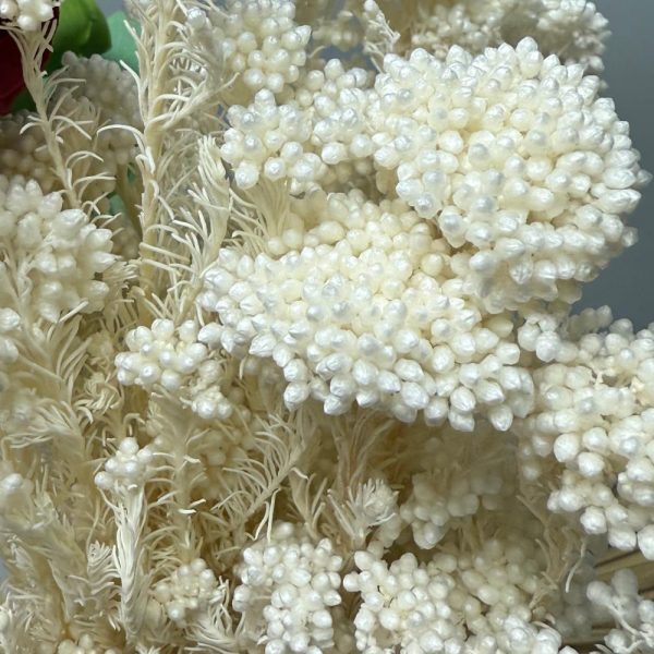 Diosmi bianco - immagine 3