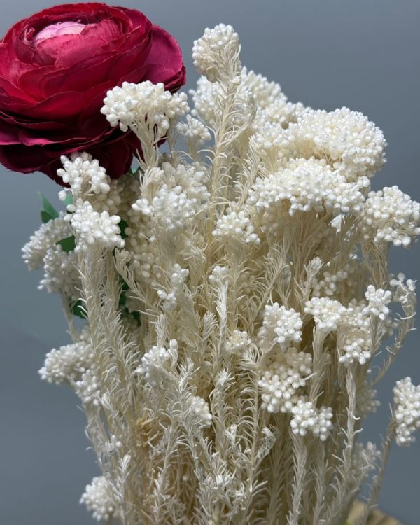 Diosmi bianco - immagine 2