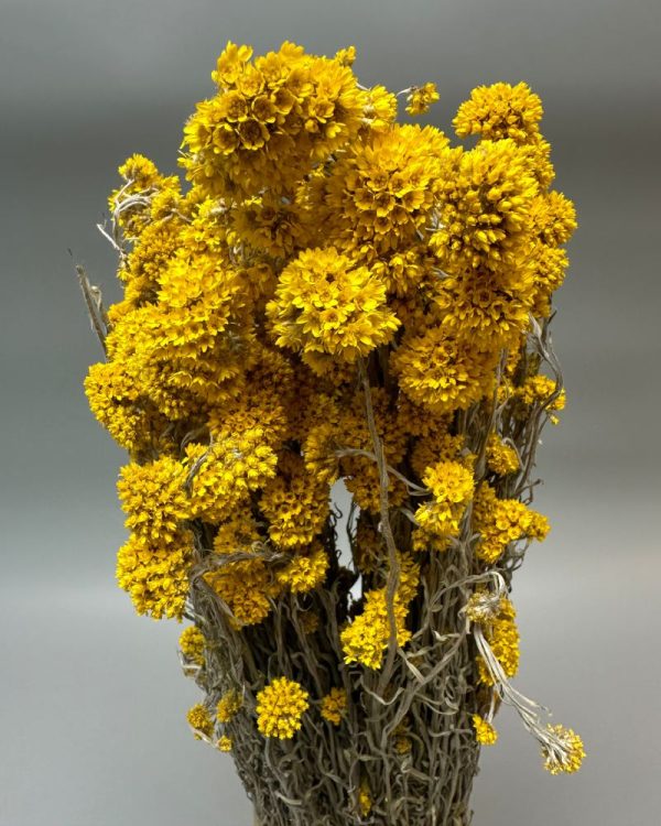 Sanfordi giallo - immagine 2