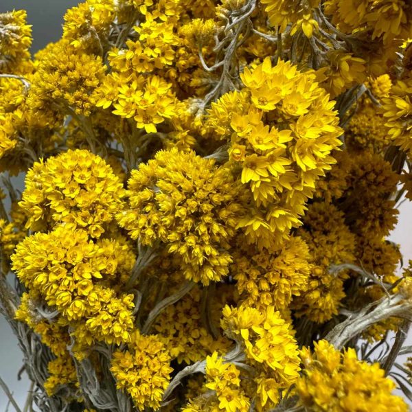 Sanfordi giallo
