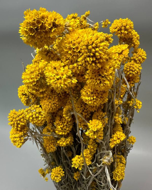 Sanfordi giallo - immagine 3