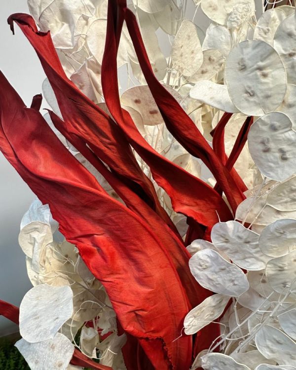 Strelitzia rossa - immagine 3