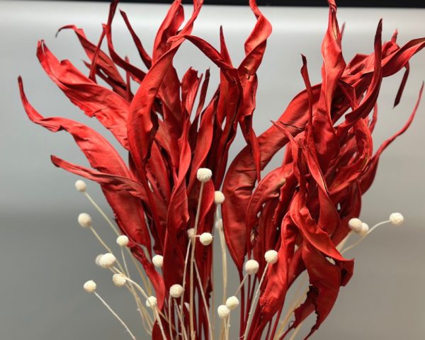 Strelitzia rossa - immagine 2