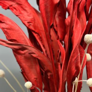 Strelitzia rossa