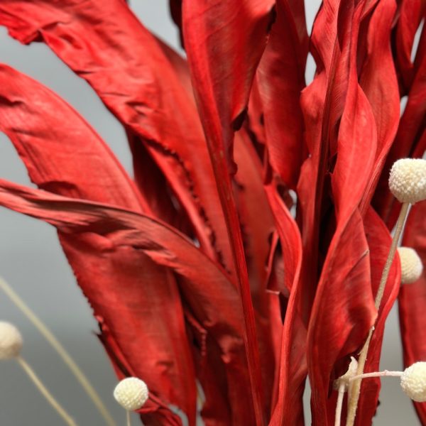 Strelitzia rossa