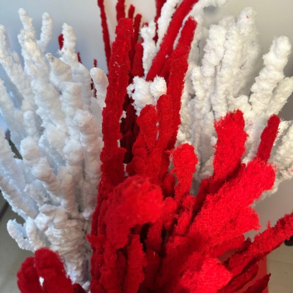 Birch white red