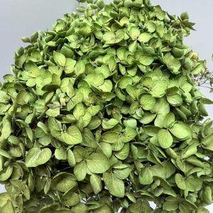 Hydrangea Jumbo dark green