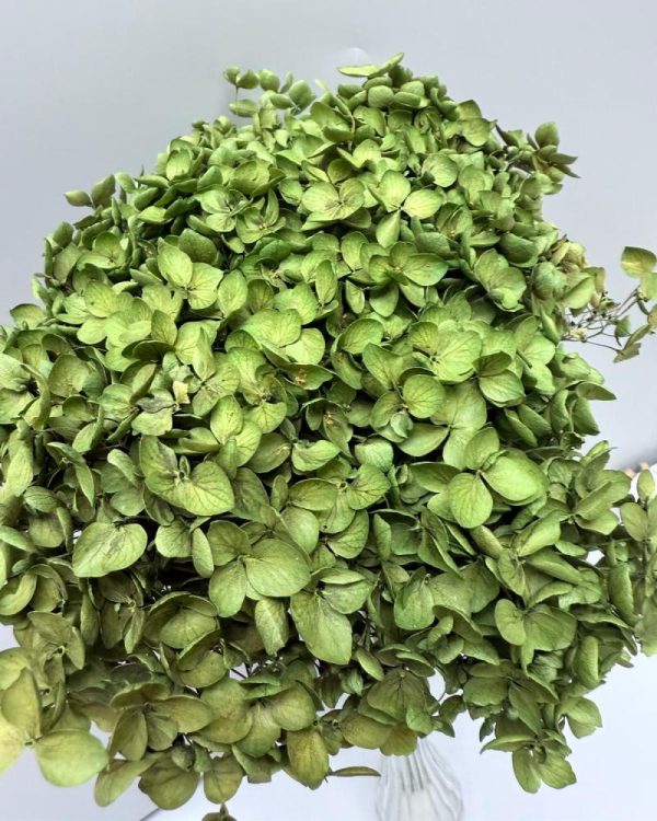Hydrangea Jumbo dark green - Image 2